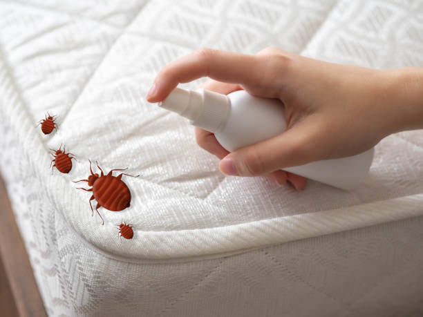 Best Termite Control Services  in Ravenswood, WV